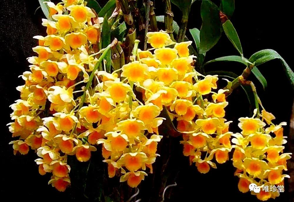 石斛花颜色金黄,大自然石斛花