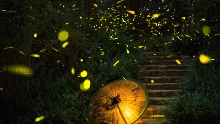 萤火虫夏夜唯美诗句,最美的夜景古诗词