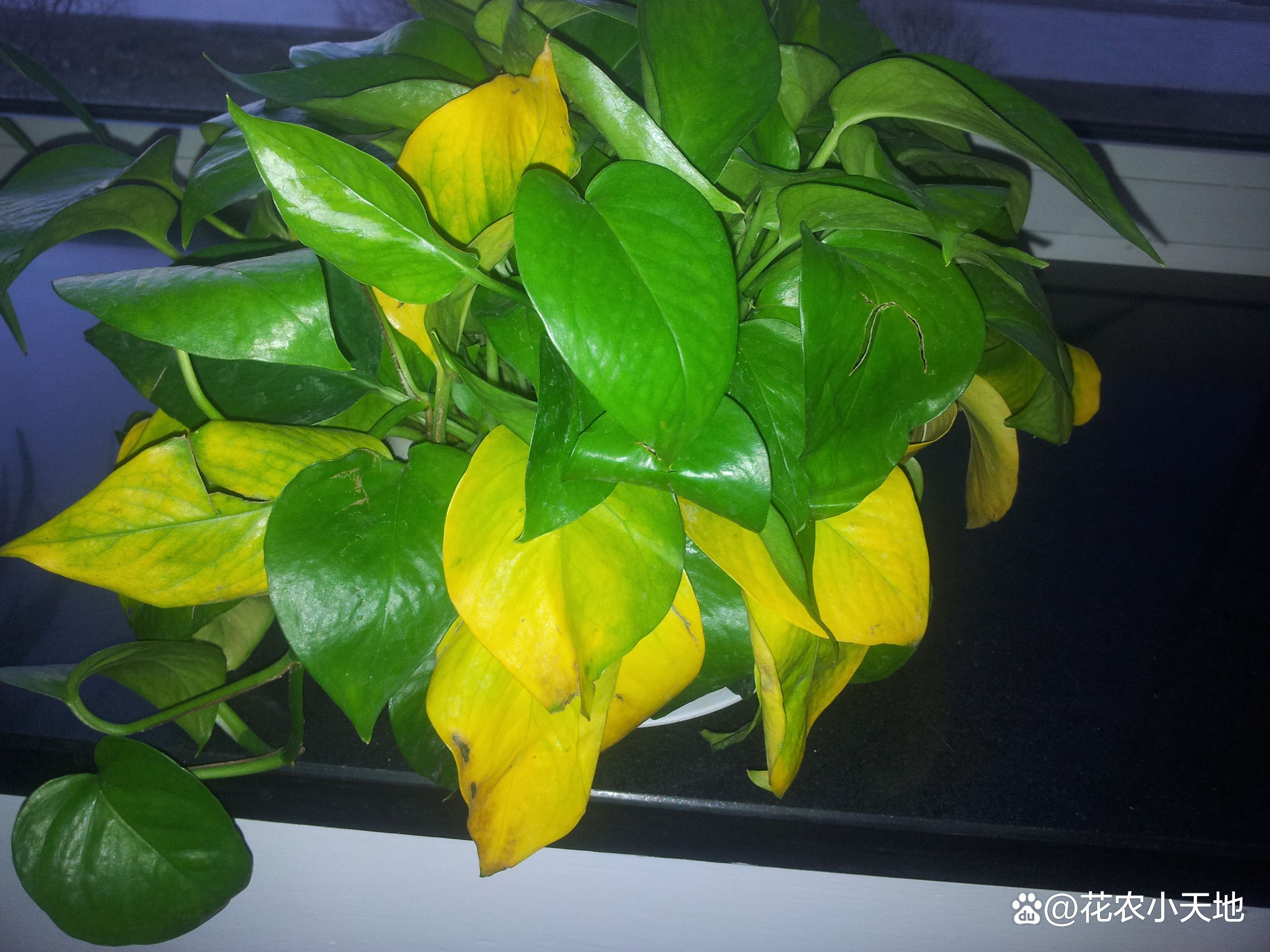 绿萝叶子发黄是什么原因怎么办,绿萝专用营养液防止叶黄枯萎