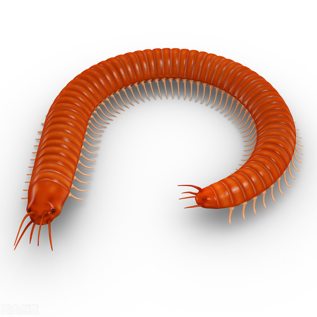 博比特虫捕捉海底生物视频,巨型博比特虫有天敌吗图片