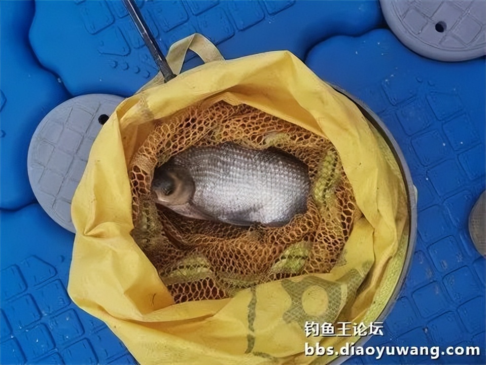 钓鱼王王者风范，拿捏多鱼种轻松