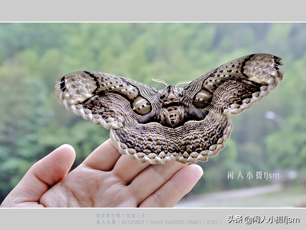 近距离拍摄昆虫小动物,常见昆虫微距摄影活动