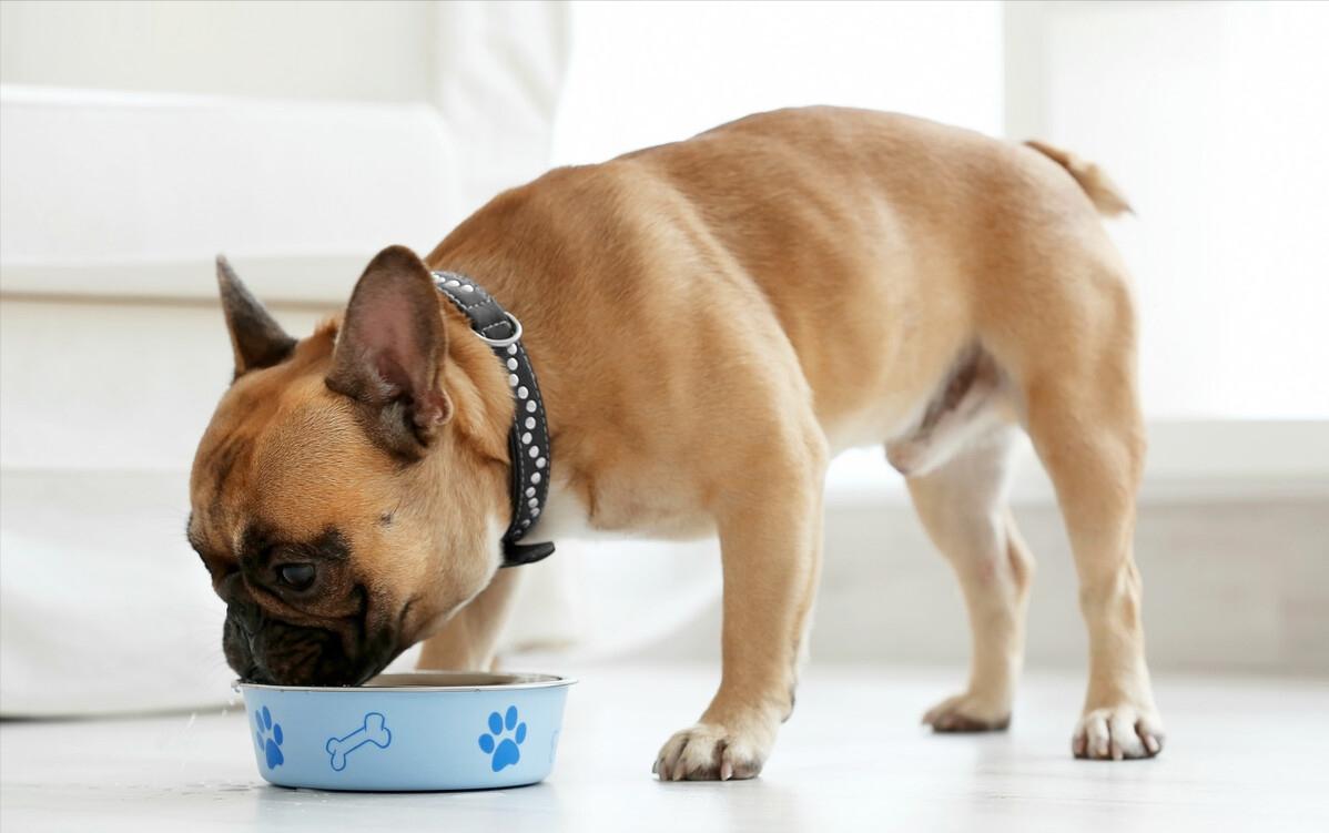 狗狗不吃东西怎么办最好的方法,狗狗不吃狗粮怎么解决小妙招