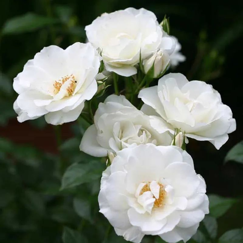 月季花瓣的旋转方向,月季花瓣和玫瑰花瓣的区别