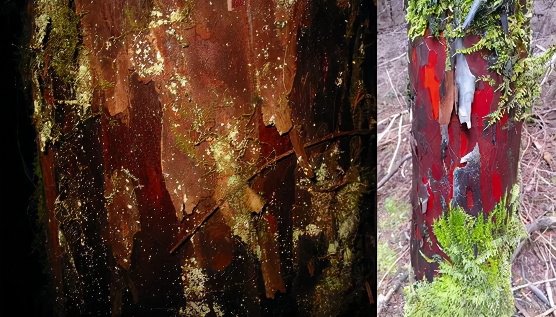 千年红豆杉被盗,40多棵树被人偷伐属于刑事案件吗