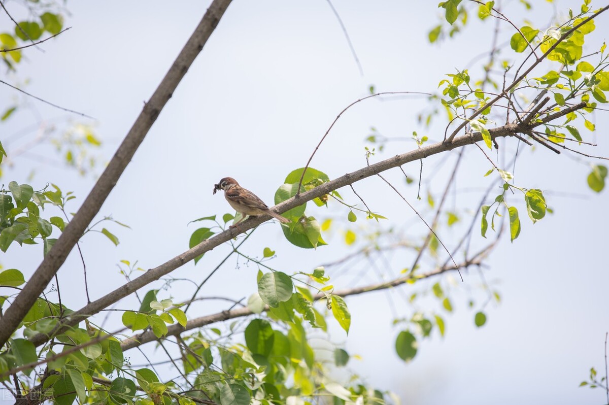 虎甲虫是世界上跑的最快的虫吗,虎甲虫是最快的昆虫吗
