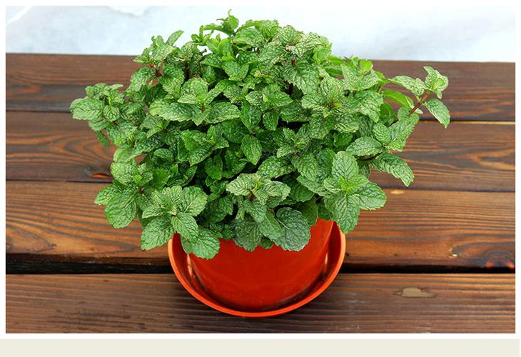 家养的薄荷生虫了怎么办,夏天薄荷枯萎怎么回事