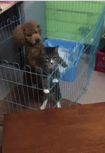 成年泰迪犬怎么训练大小便,泰迪犬怎样训练大小便的方法视频