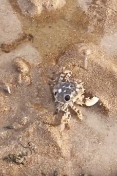 辽宁哪个地方的海鲜最好,辽宁各市都有啥海鲜