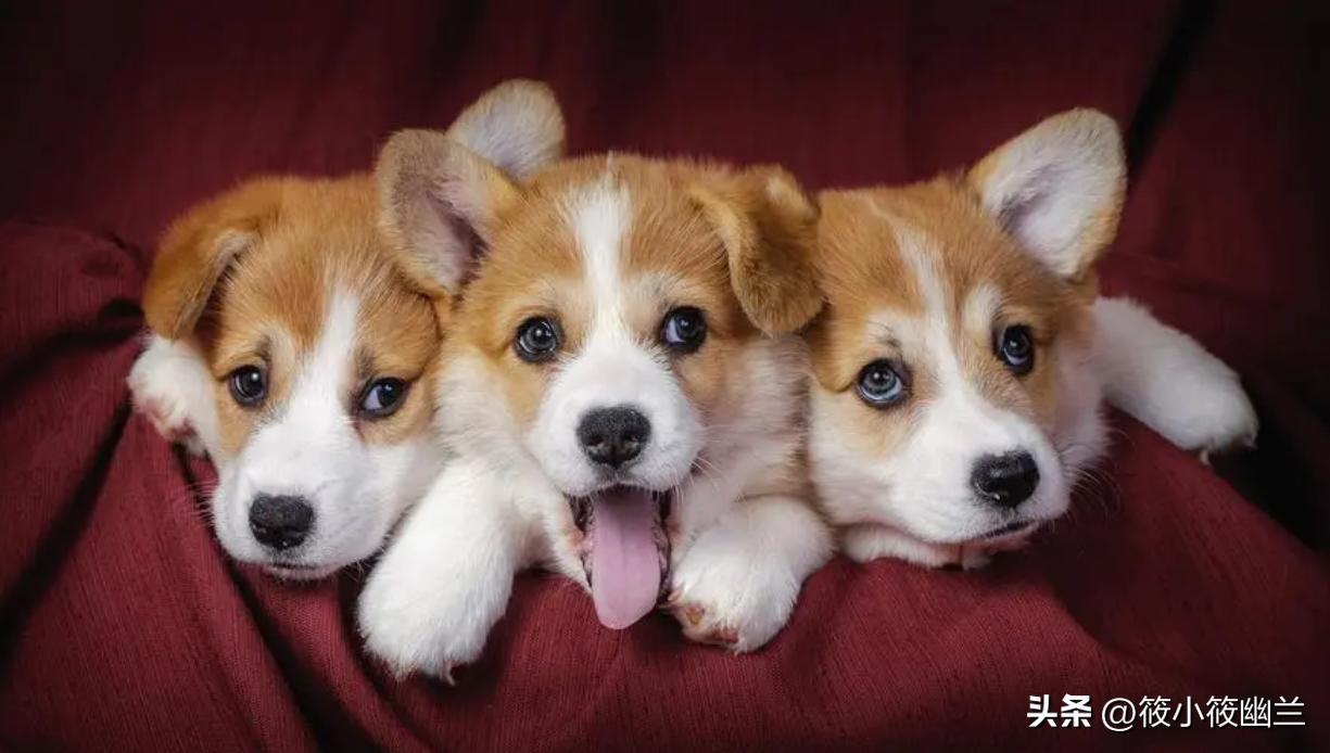 怎么分辨狗狗是骨折还是扭伤了,怎么分辨狗狗腿骨折还是受伤