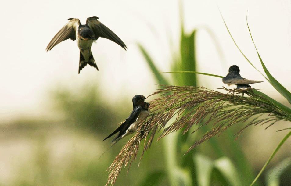 二十四节气之白露汉乐府,二十四节气之白露歌曲原唱