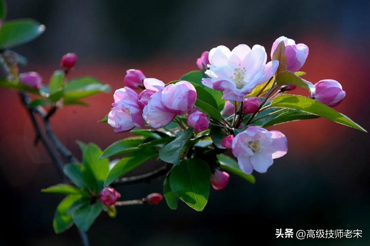 海棠花叶子发黄枯萎怎么办,海棠花树叶子枯萎怎么办