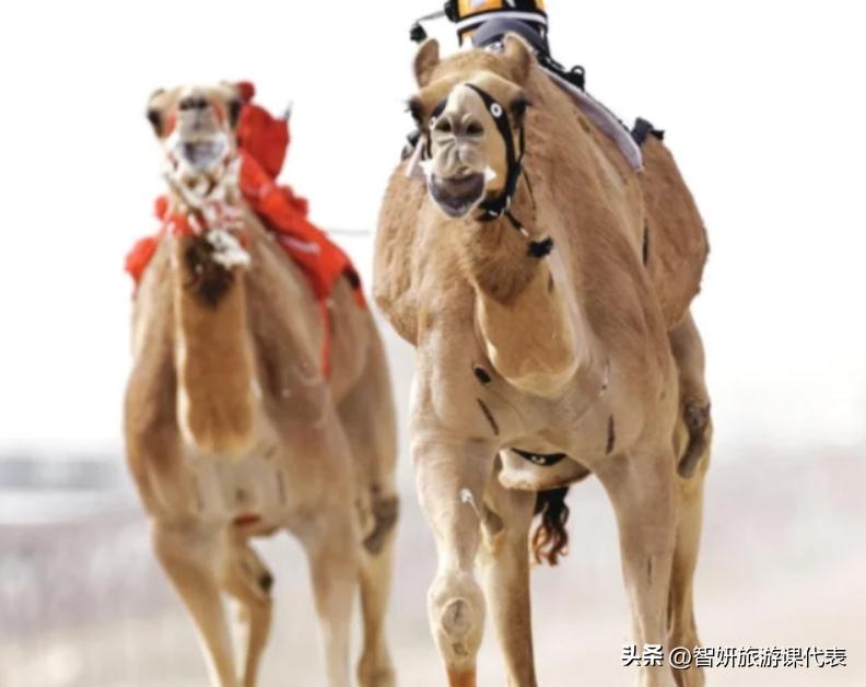 30秒沙特阿拉伯冷知识,了解沙特阿拉伯