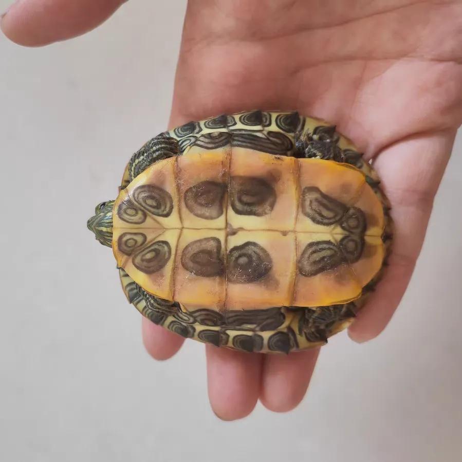 巴西龟密西西比红耳龟,十大智商最高的龟巴西红耳龟