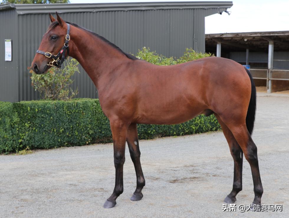 “超值”抢购新西兰官方拍卖会「流拍」走马的唯一机会，来啦！