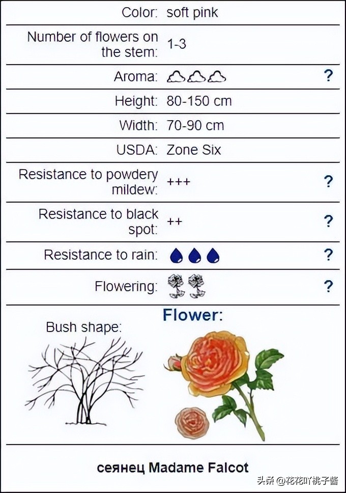 浓香型多季开花的月季,法国橙色浪漫月季