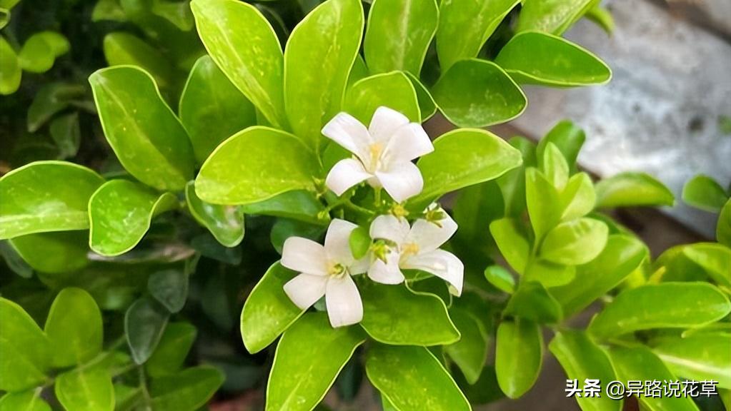 七里香：七里香歌好听，名字也很美，花语动人，花朵更“惊艳”