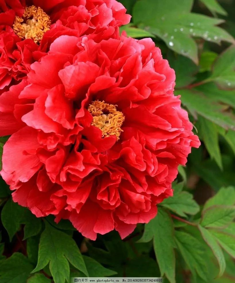 一花一世界一念一佳人的图片,一花一世界一叶一春秋图片