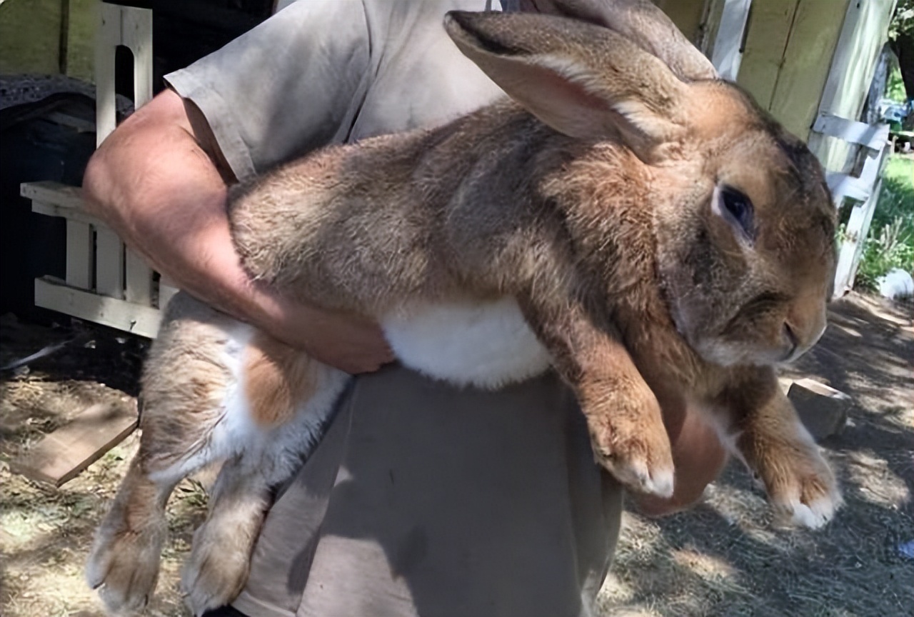 世上最难以置信的十种动物,你没有过的36个罕见动物事实
