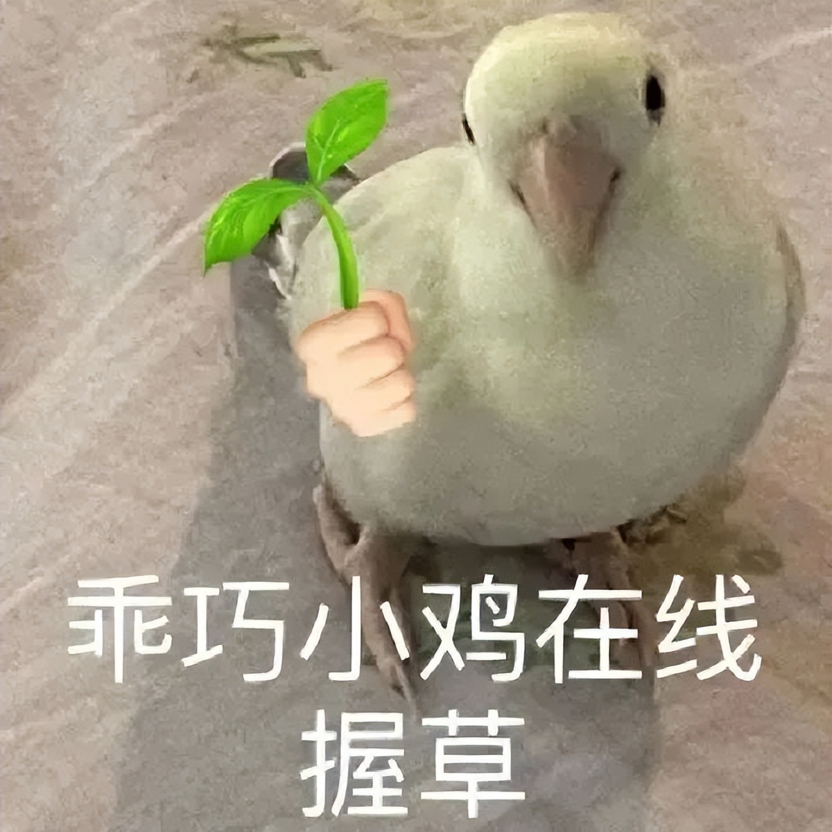 闅斿鍙嬪晢,灏忕背褰卞儚鏃楄埌