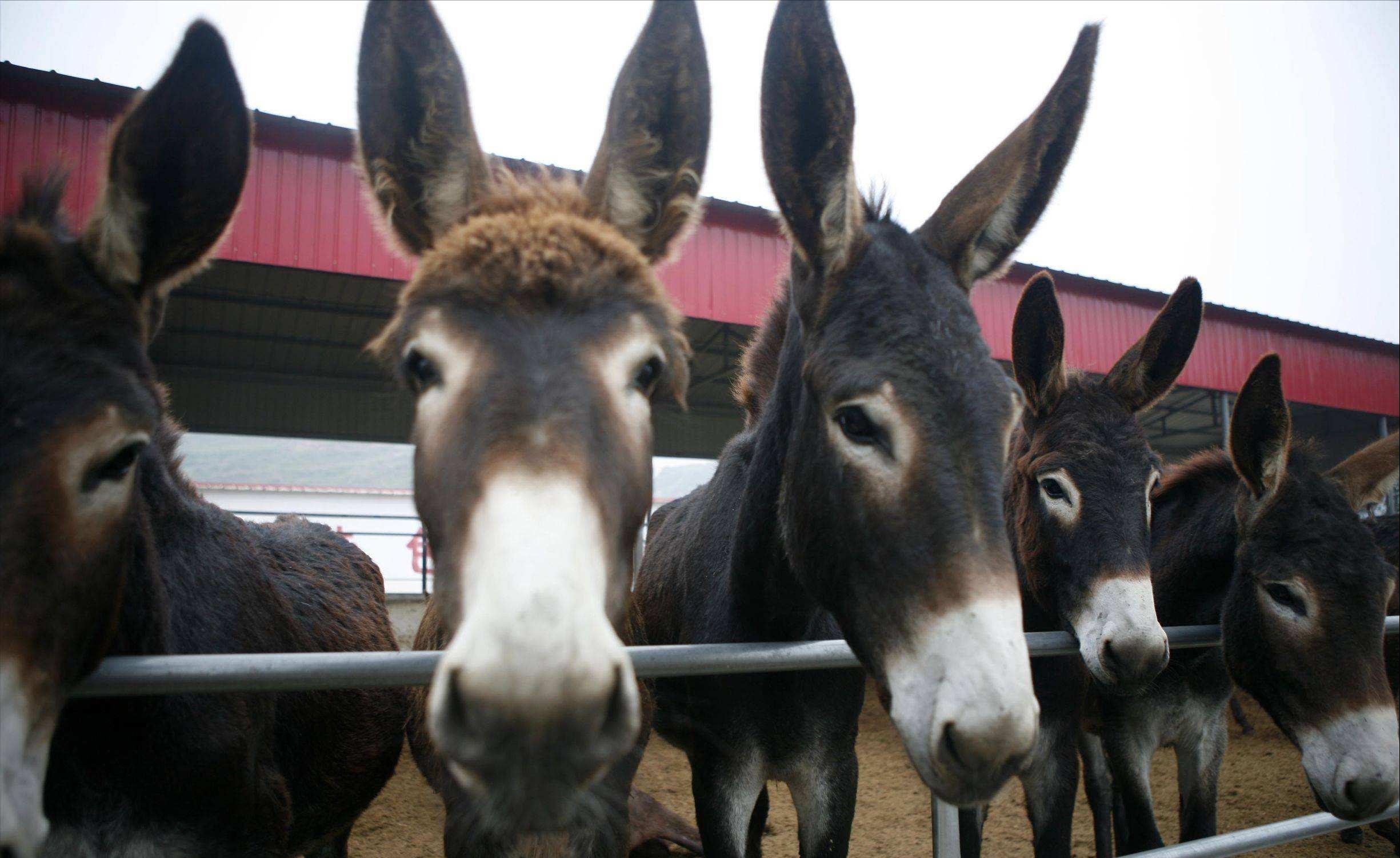 一头驴上万元为什么没什么人养驴,一头驴价值17万