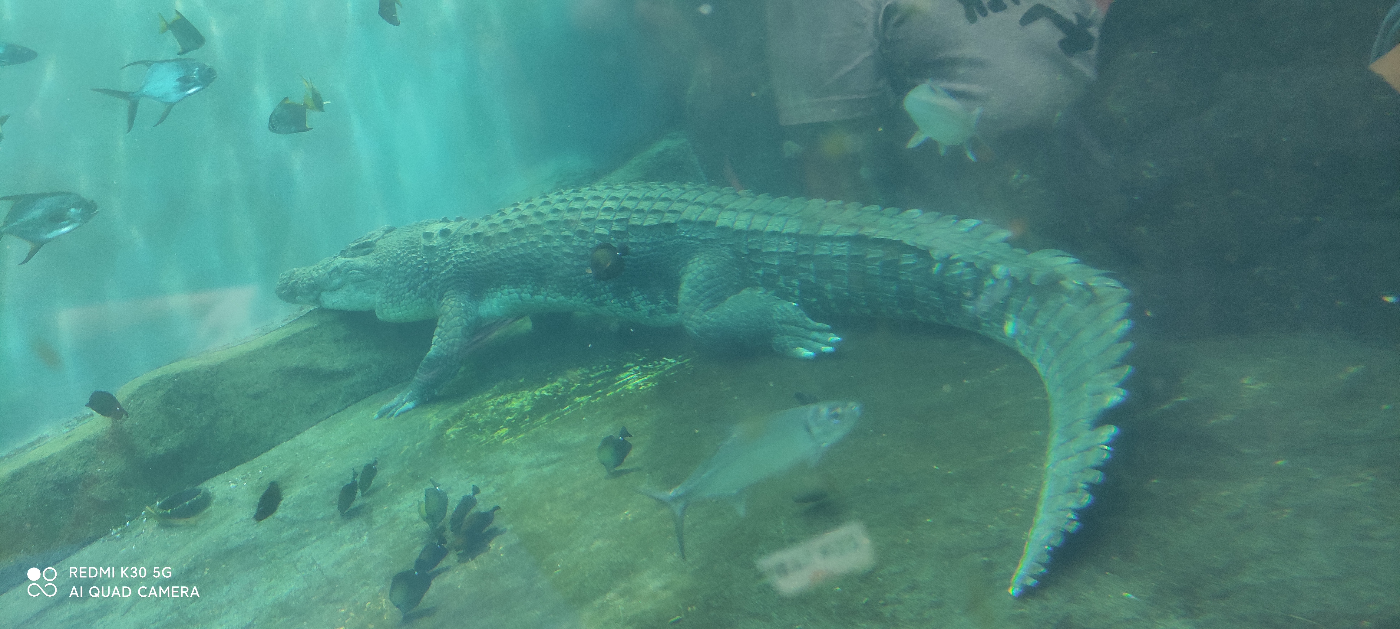 菲律宾宿务市区周边的旅游景点推荐，适合家长带娃自助游，干货！
