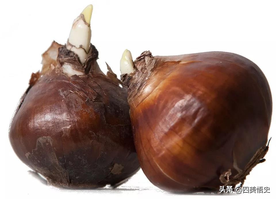 粉色郁金香的花语是,十朵郁金香粉色花语