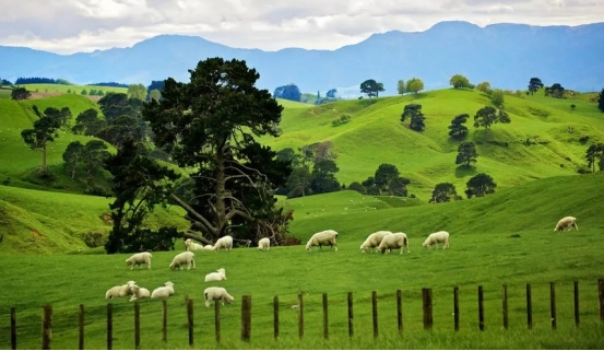 办理新西兰留学签证流程,新西兰商务签证最新政策