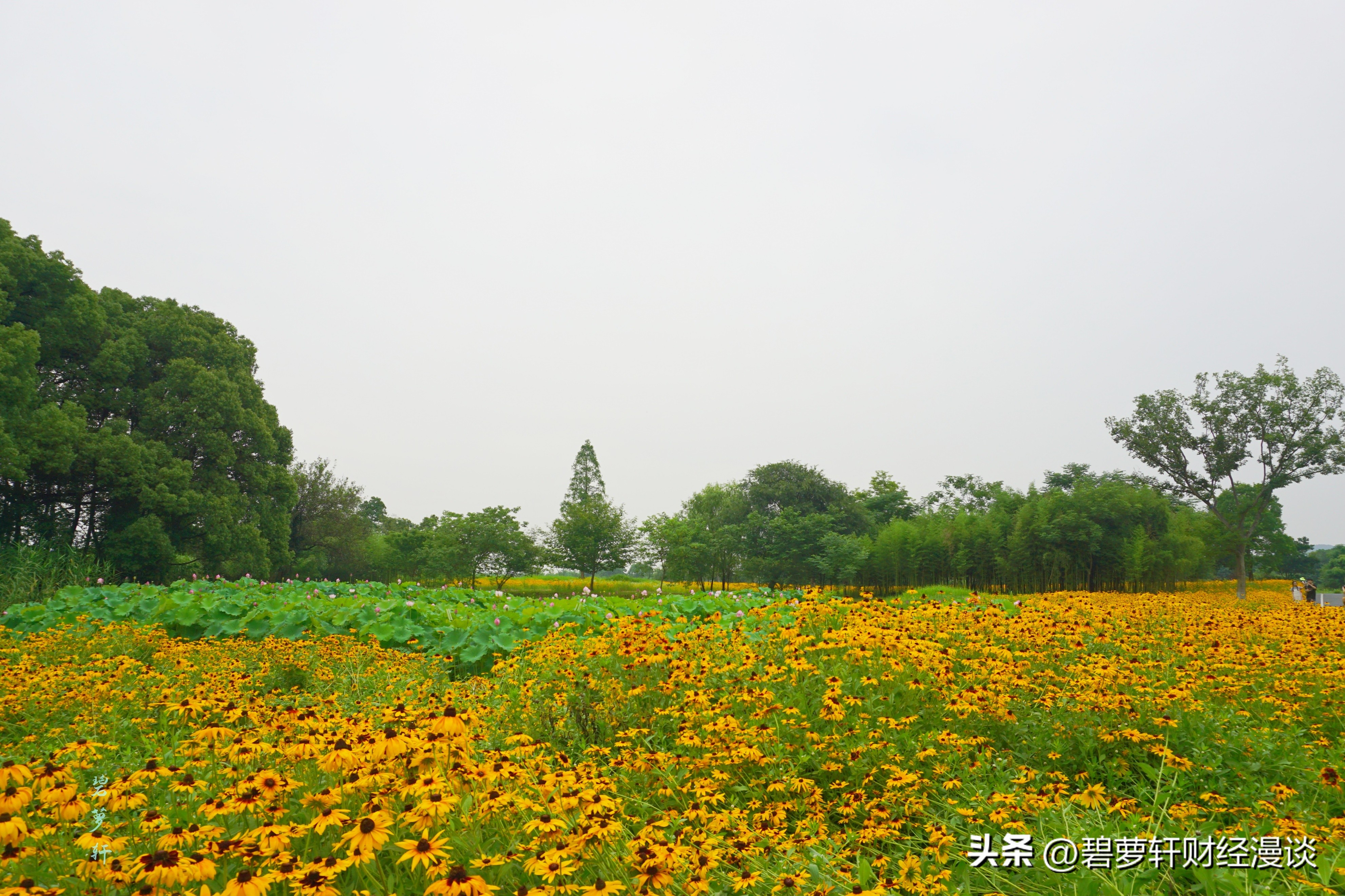 穿越5000年漫步良渚古城遗址公园,穿越千年探秘南粤
