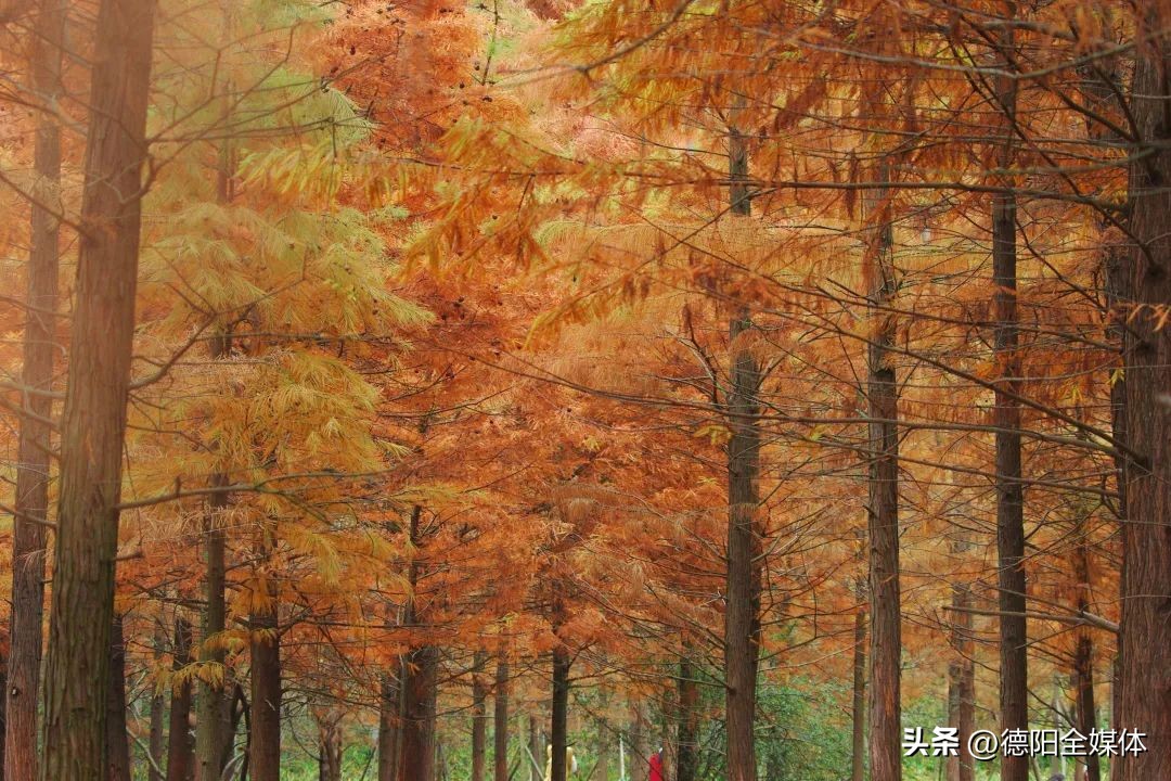 德阳高槐网红打卡地,德阳周边一日游网红打卡地冬天