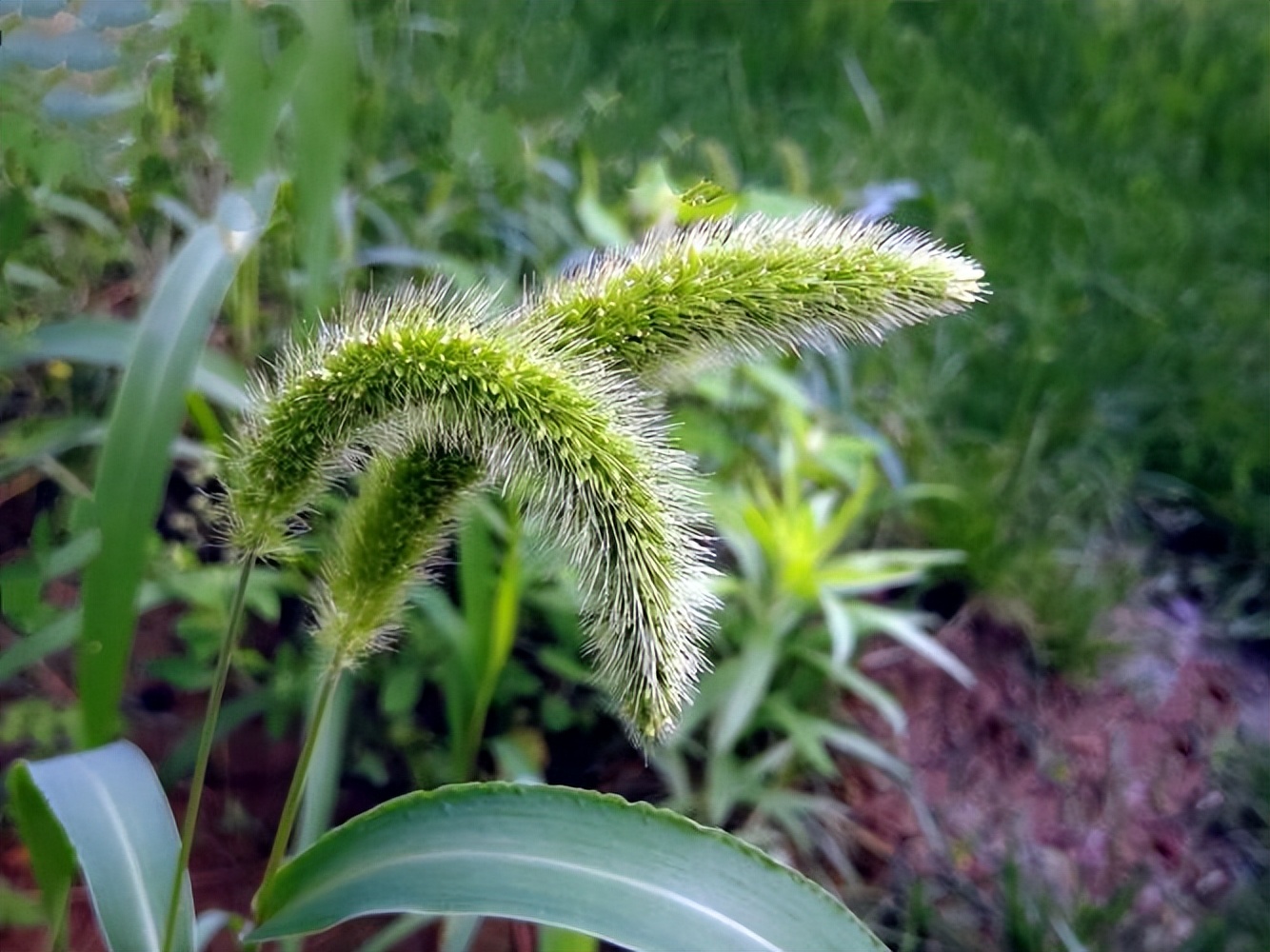 谷穗和狗尾草,谷穗和狗尾草的区别