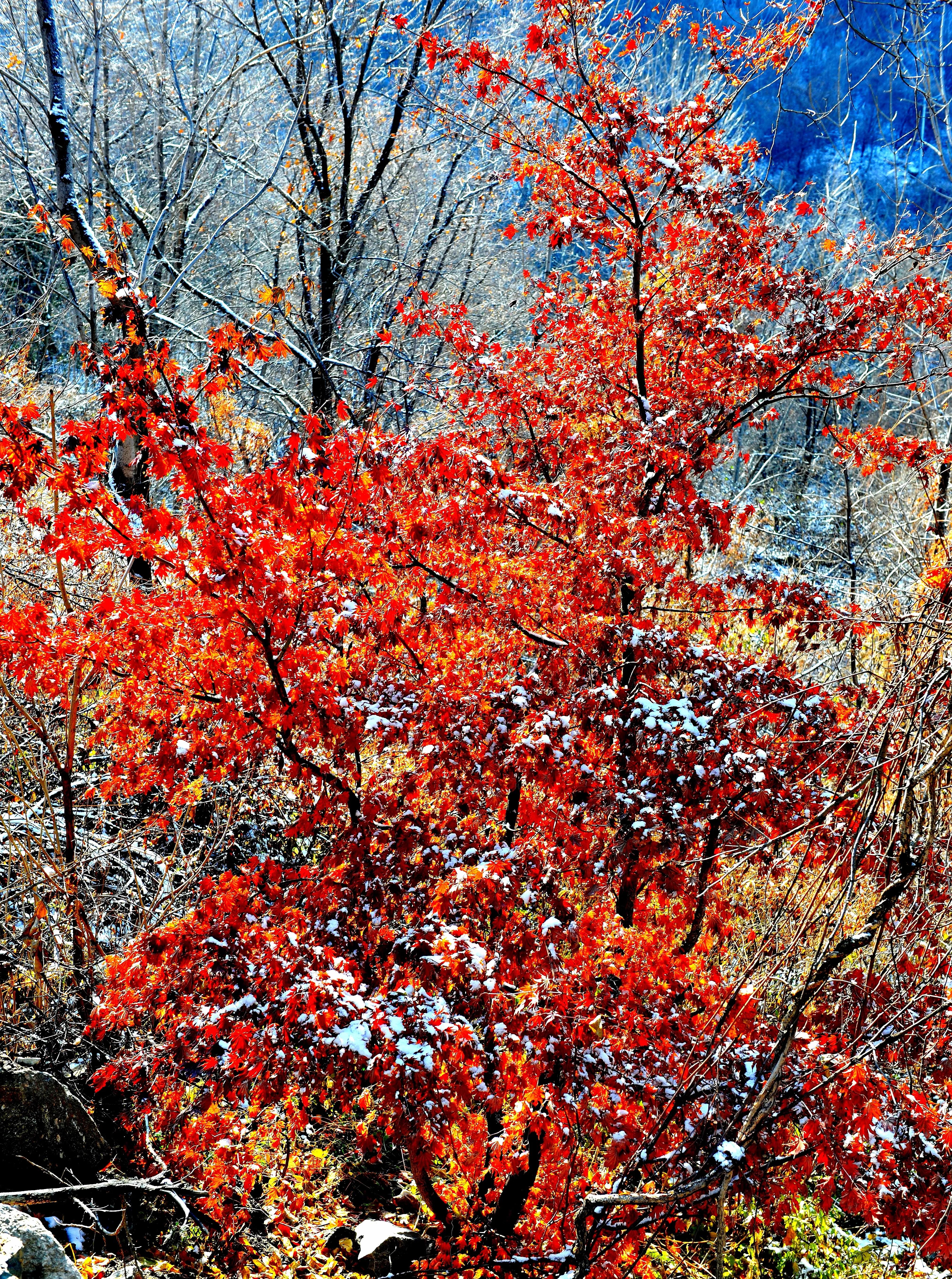 辽东金秋红叶航拍,辽东枫叶正红