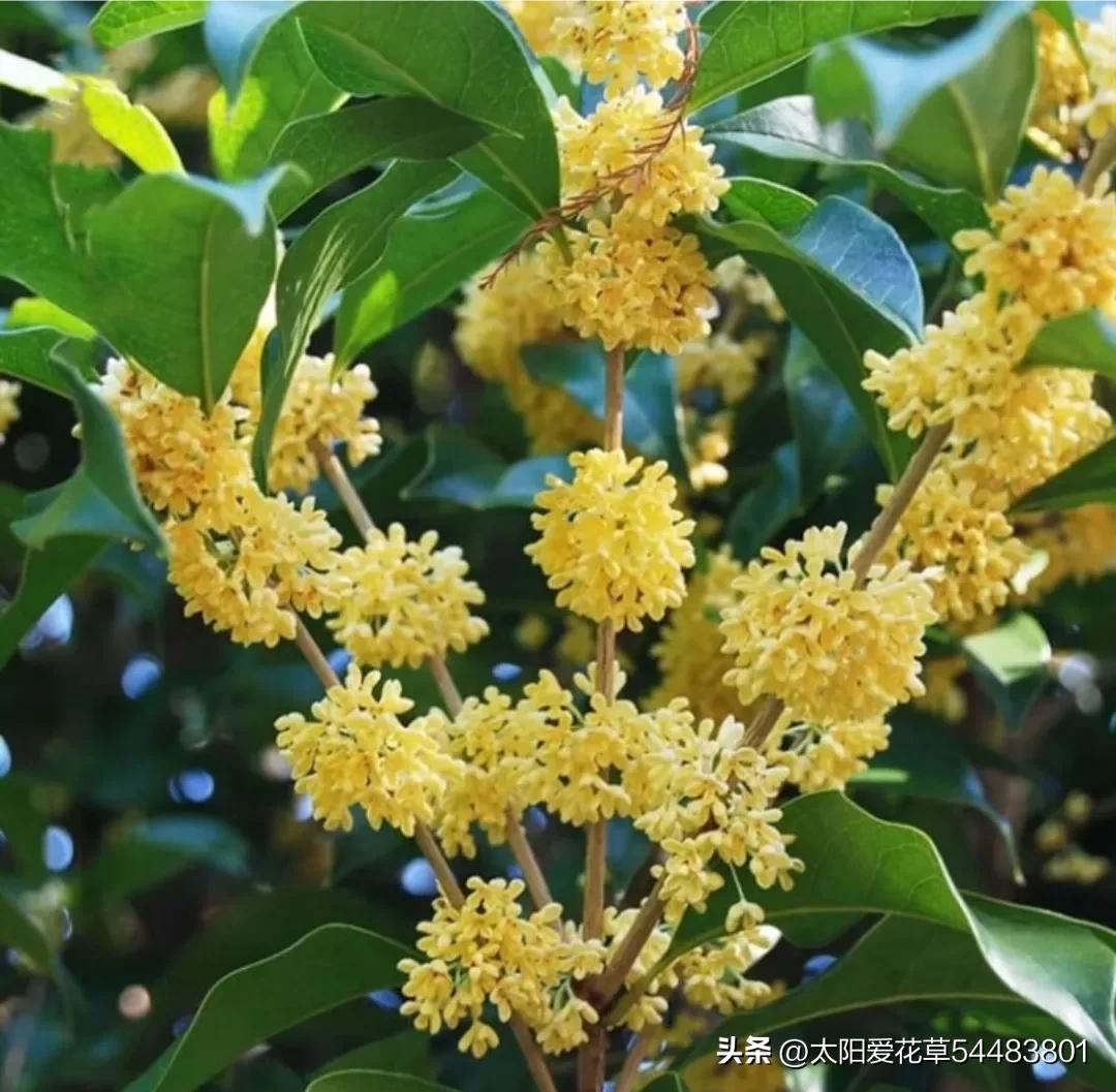 5种树寓意“吉祥富贵”，院子里种一棵，旺人旺家，过来人的经验