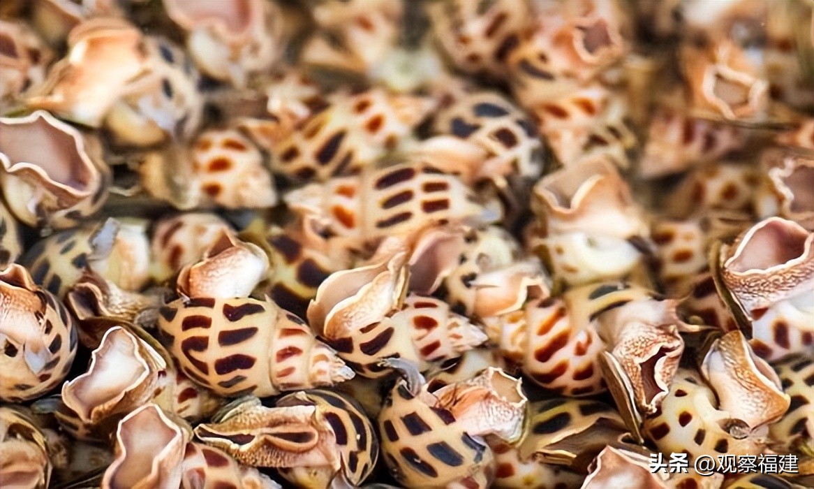 诏安秋天吃什么海鲜,福建各种海鲜图片大全