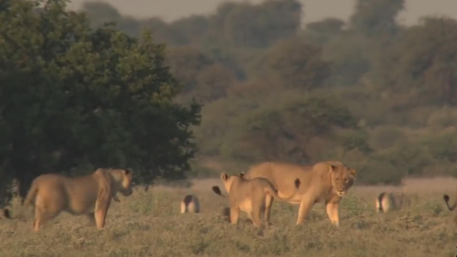 非洲恶霸平头哥,攻击野狗与狮子丝毫不惧,它为何如此嚣张?