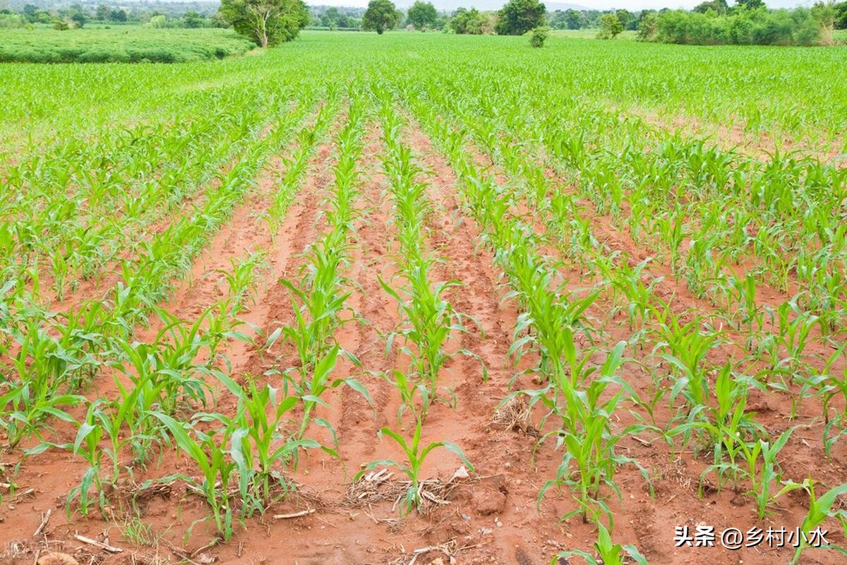 玉米出现紫苗的原因,玉米苗刚出苗发紫色是怎么回事