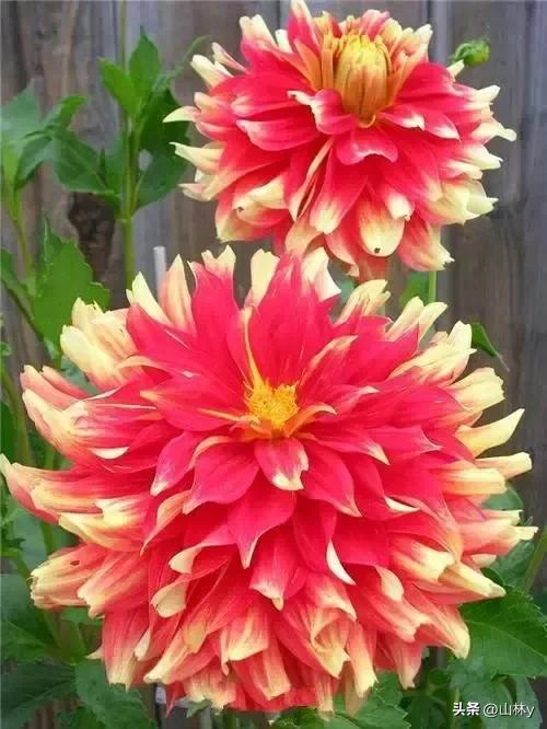 十大绝美花朵,绝美花朵视频