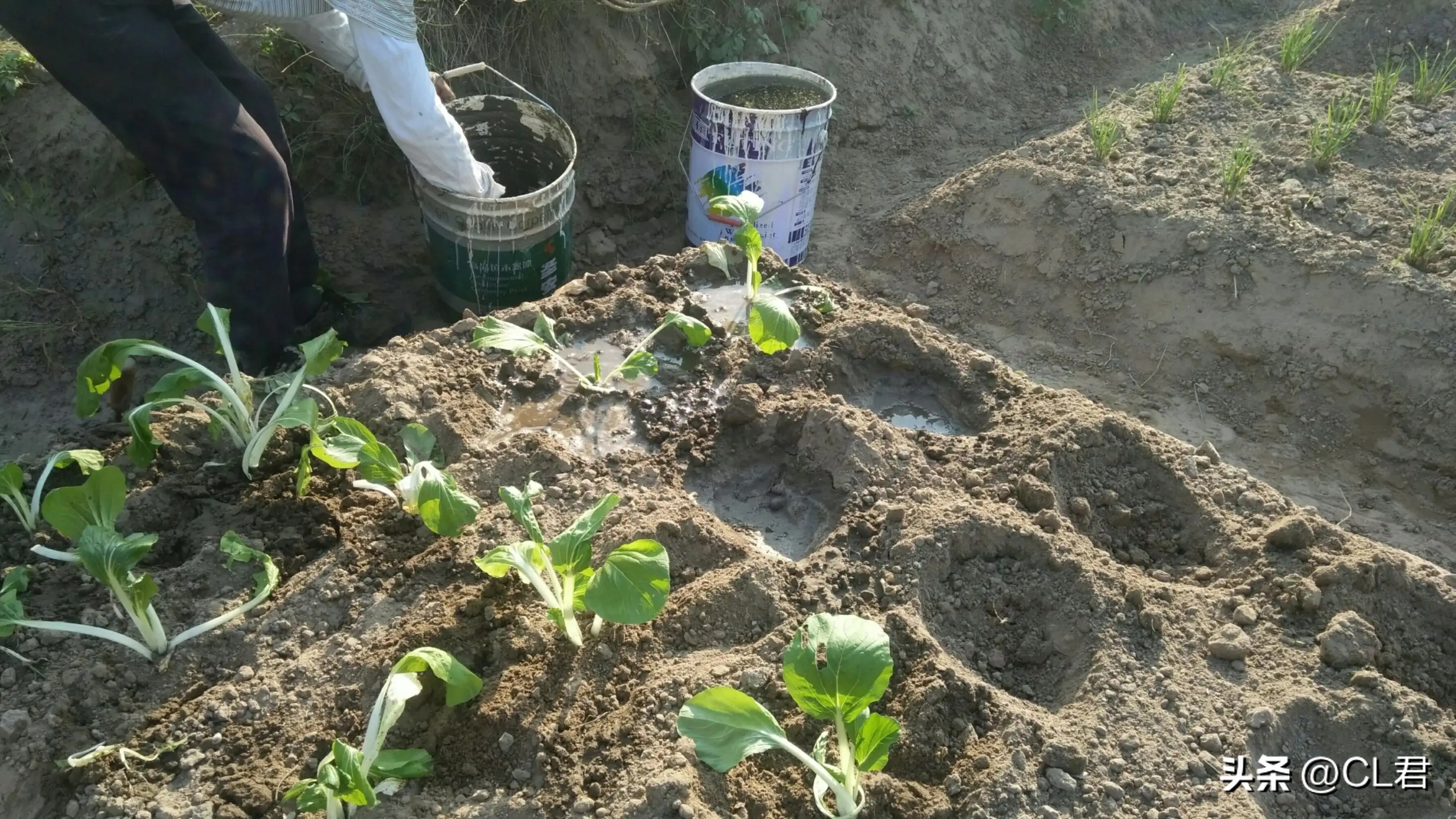 种菜小妙招蔬菜浇水口诀,种菜简单正确的浇水方法