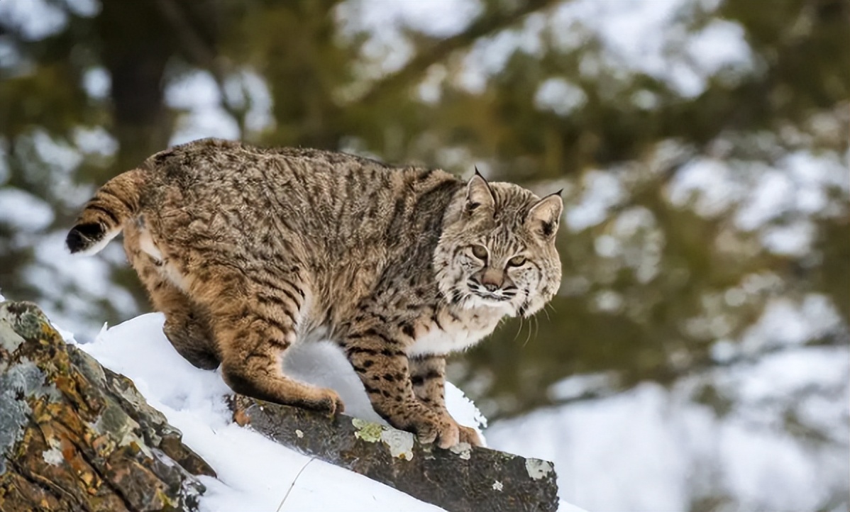 野生豹猫战斗力的爆表!还有哪些可以和豹猫媲美的野生猫呢?
