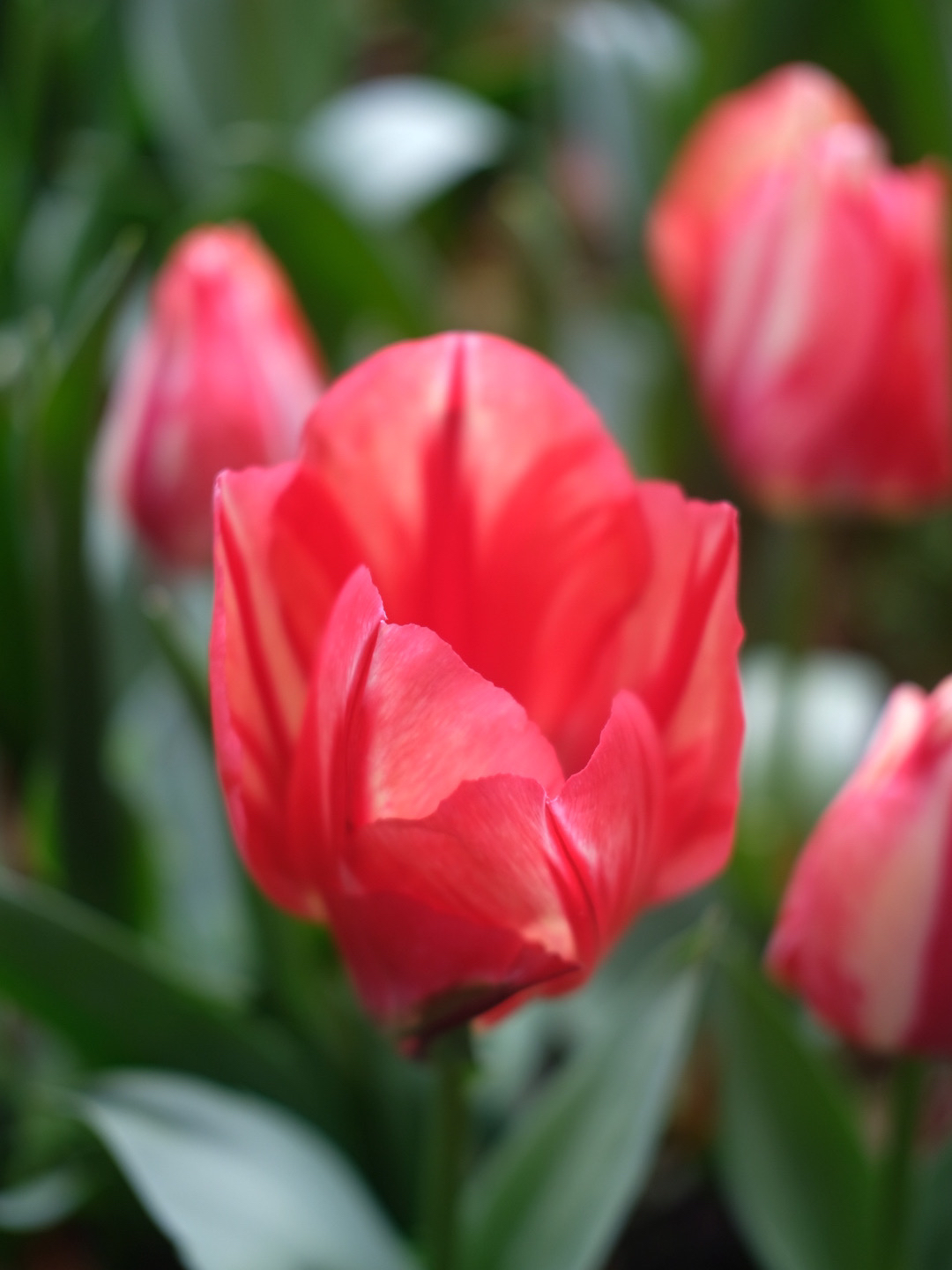 浦东鲜花港旅游景点攻略一日游,上海鲜花港旅游攻略