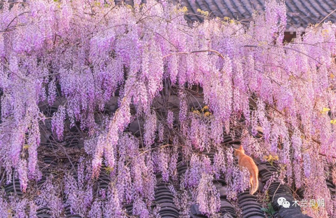 亲爱的大白我想对您说,亲爱的大白