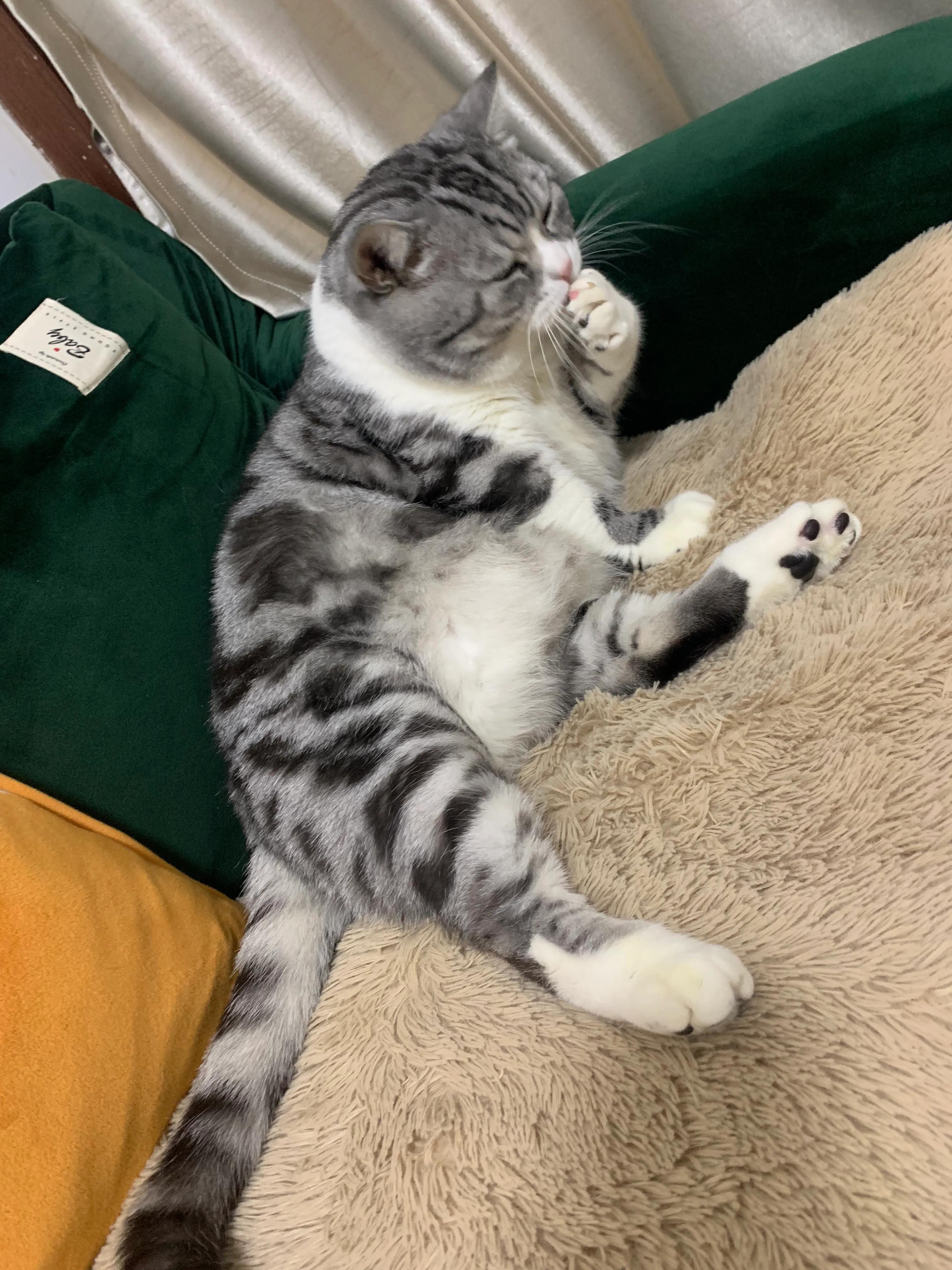 第一次养猫怎么选猫粮,第一次养猫适合养什么猫