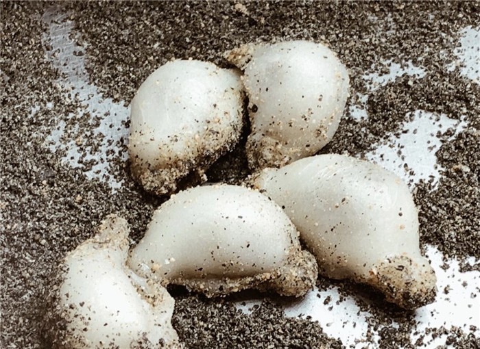 厦门特产天然风味干货海鲜,福建厦门有什么有名的特产