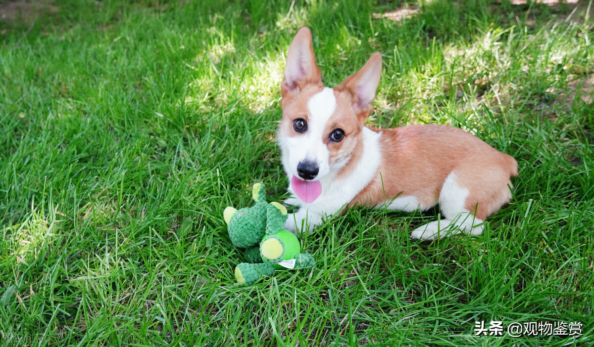 怎样改掉柯基狗龇牙的毛病,如何纠正柯基犬咬人
