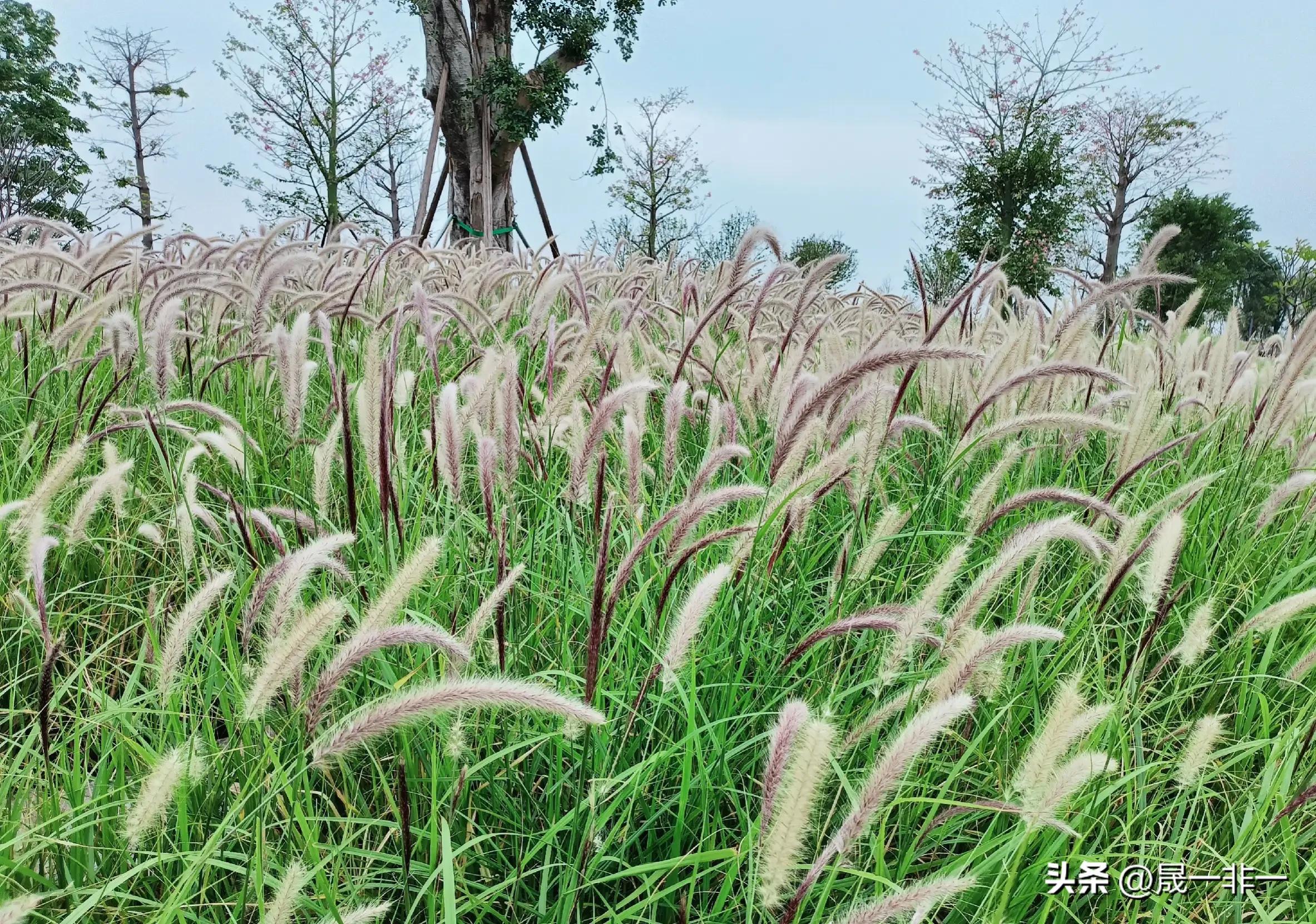 20天宝宝拉绿色的便便是什么原因,宝宝拉绿色便便什么原因该怎么办