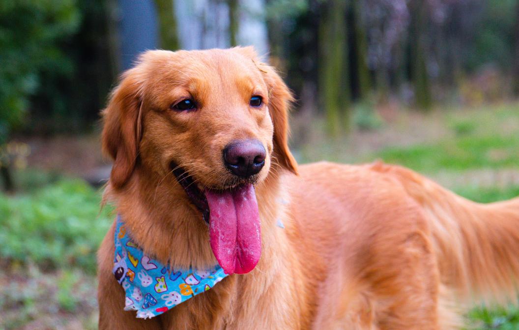 铲屎官你家的爱犬有证吗,作为铲屎官你合格了吗