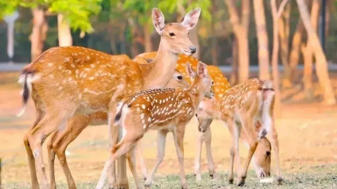 母亲节来打卡|长春电影嘉年华又上新啦！这份攻略请收好→
