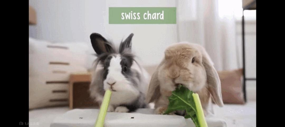 你知道兔子吃不吃草吗,你知道小兔兔吃的是什么吗