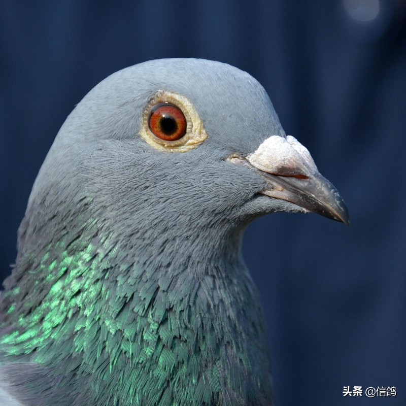 铁鹰第四关赛事直播,铁鹰四关飞翔