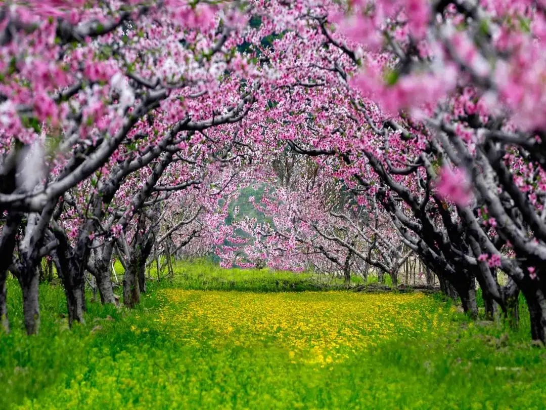 陶渊明诗中的桃花源在哪,陶渊明桃花源记中的桃源
